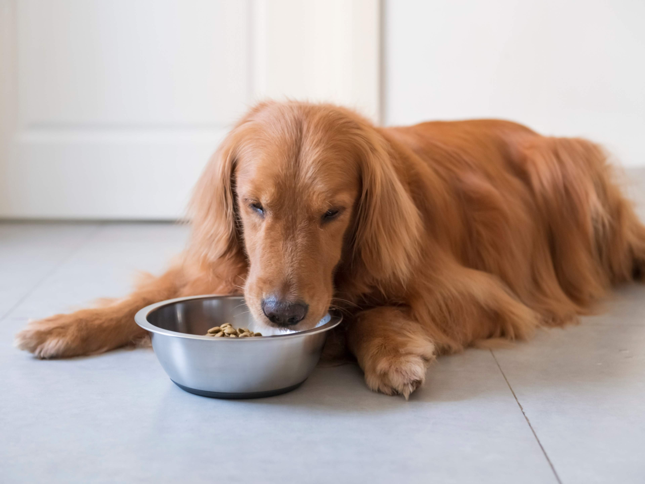 How the Right Diet Can Help Soothe Your Pet’s Itchy Skin