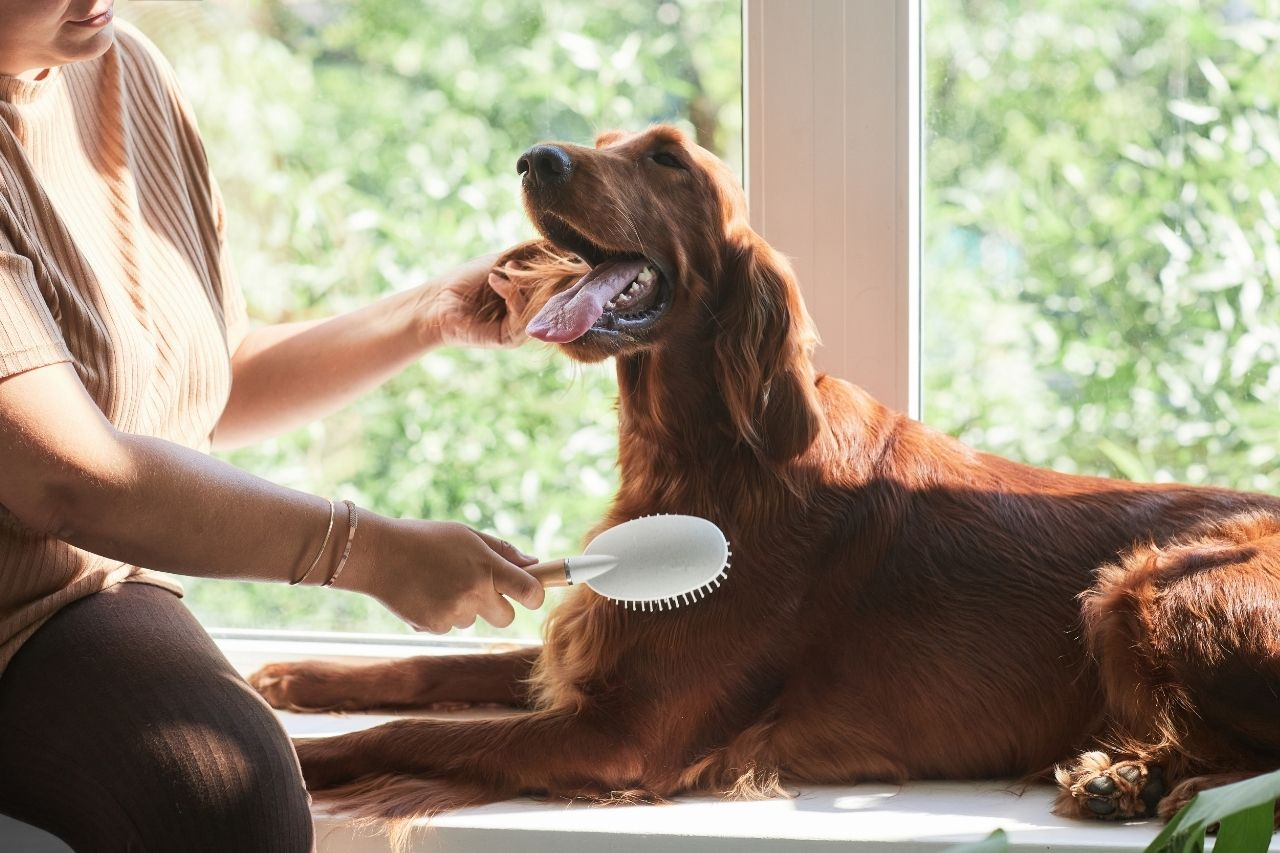 Best Dog Grooming Kit for At-Home Grooming and Spa Days