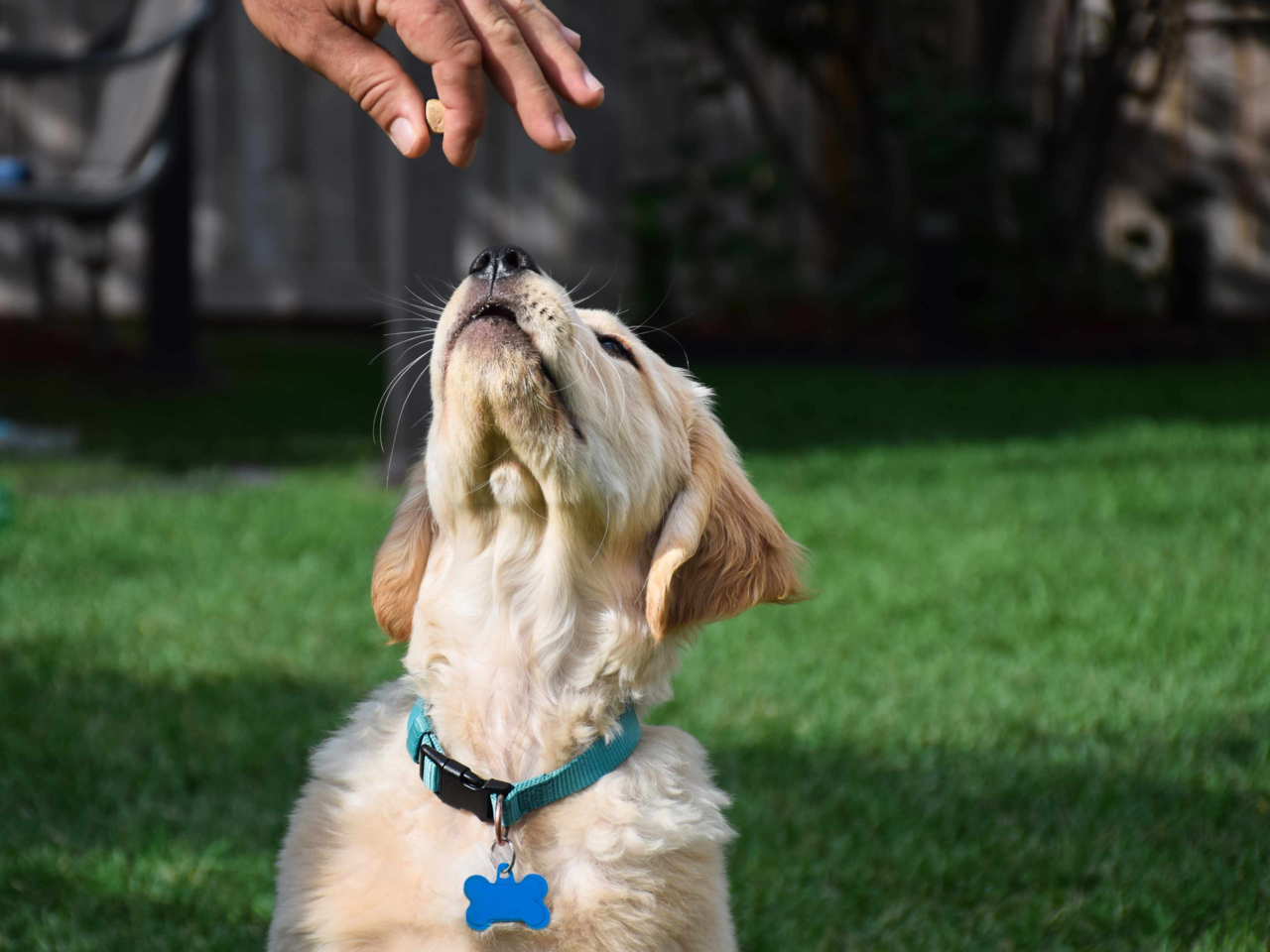 Top 5 Puppy Training Tools Every Dog Parent in NZ Needs