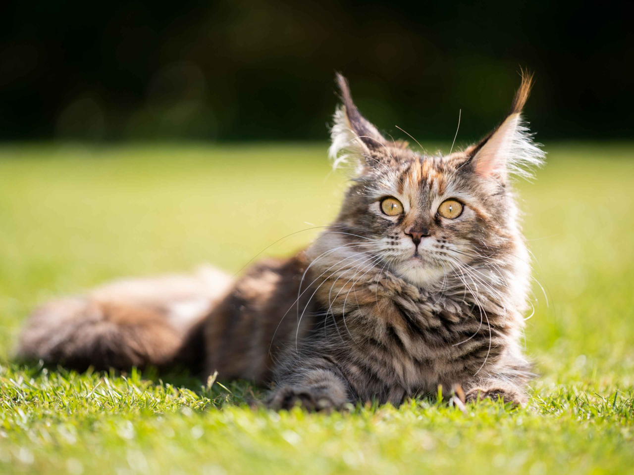 Best Cat Food for Maine Coon Cats in New Zealand