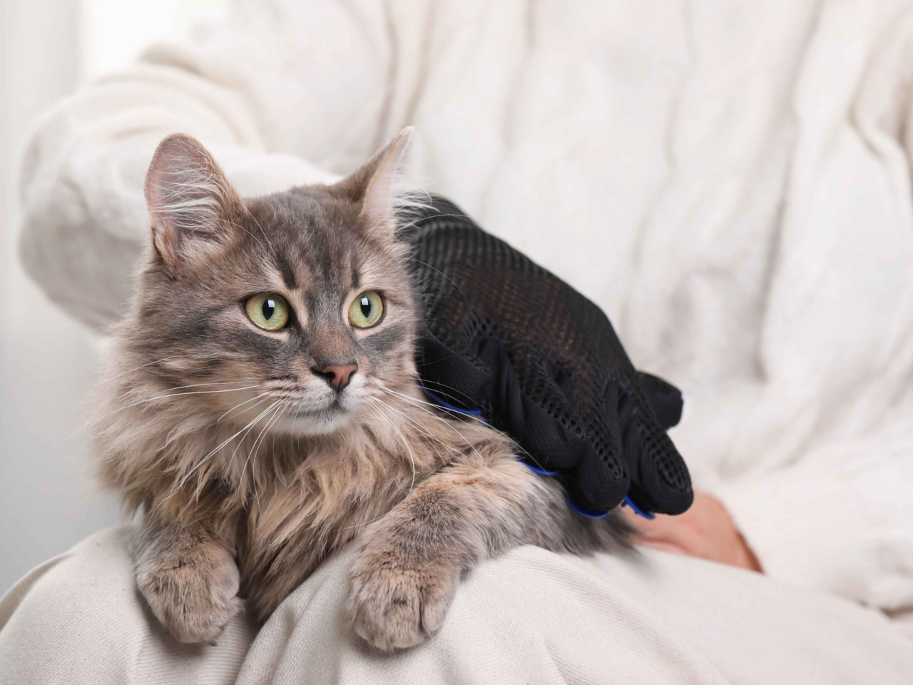 How to Manage Cat Shedding Season in New Zealand: Grooming & Care Tips