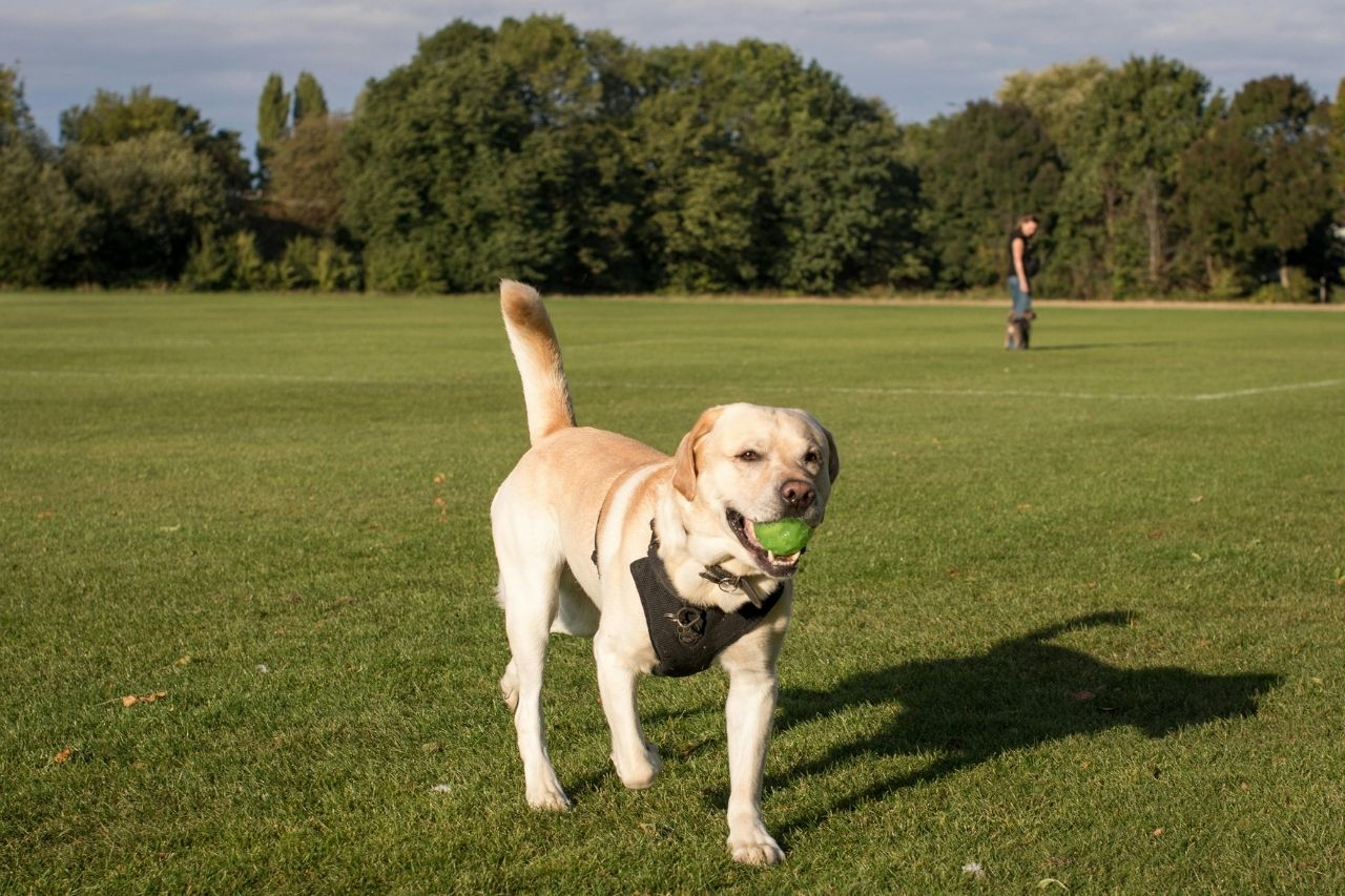 Best Dog Toys for Labrador Retrievers NZ