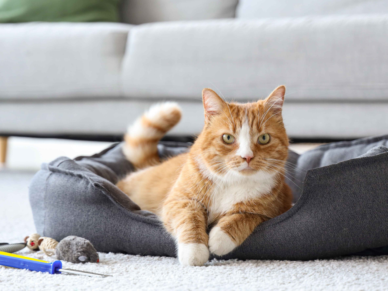 How to Help Your Pet Adjust to Routine Changes and Stress