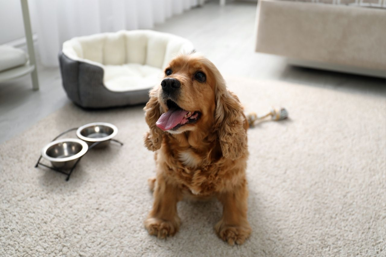 How Often Should I Feed My Cocker Spaniel? Puppy and Adult Feeding Guide
