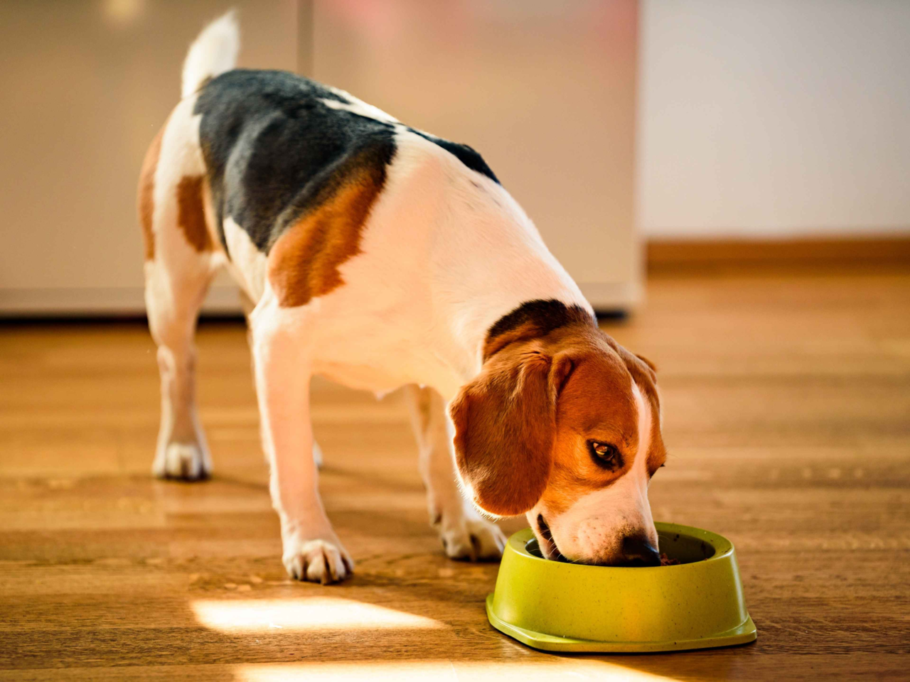 Best Dog Food for Beagles in NZ