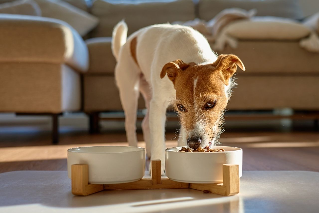 Hypro Premium Dog & Cat Food NZ: The Complete Range Guide