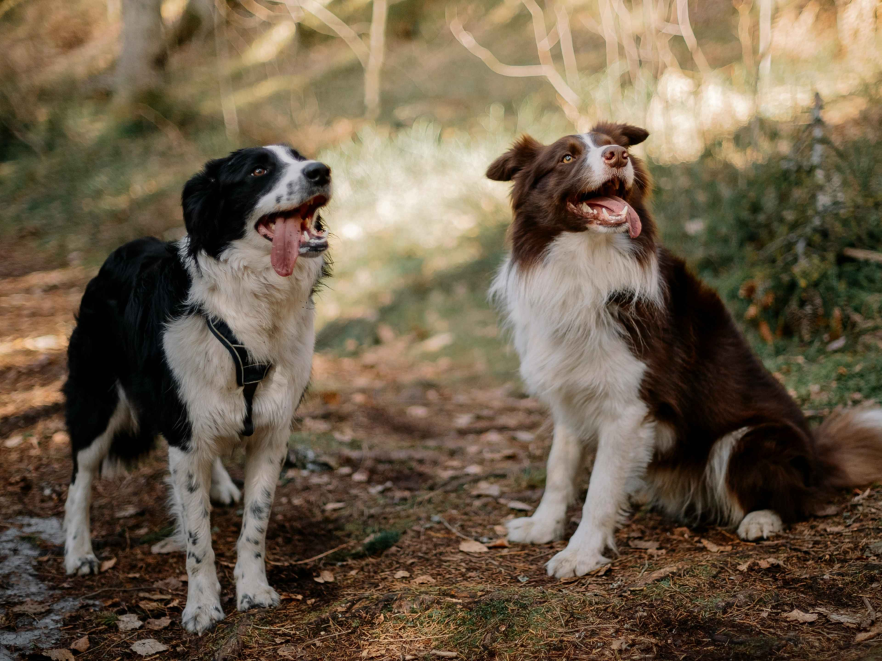 Top Dog Enrichment Essentials for Working Breeds: Keep Active Dogs Happy and Healthy