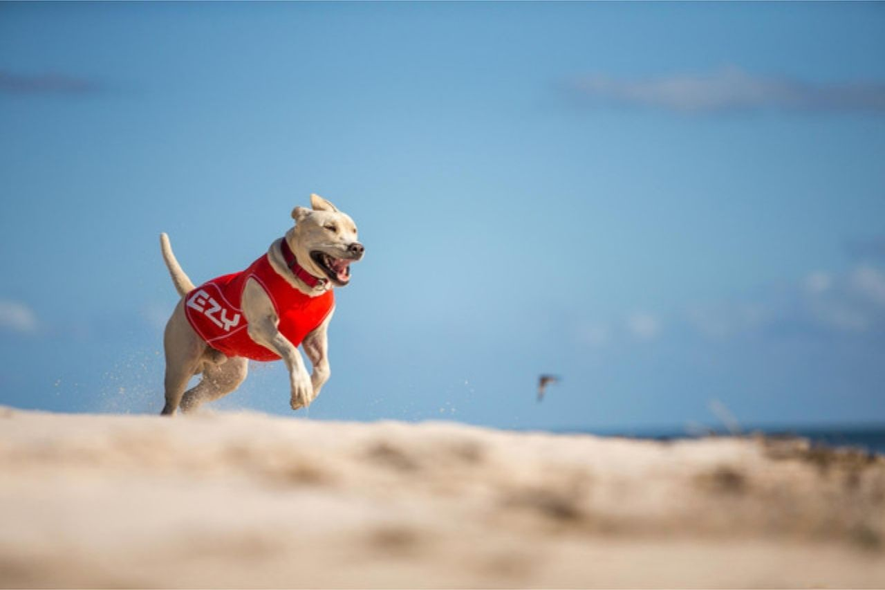 Summer Pet Safety Tips for Dogs and Cats in New Zealand Heat