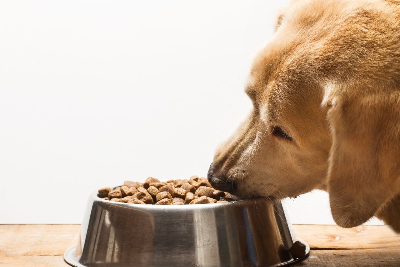 ACANA Dog & Cat Food NZ: Complete Range Guide & Feeding Tips