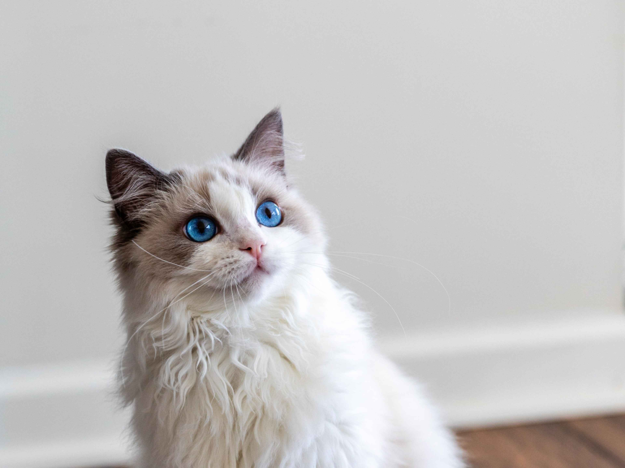 Best Cat Food for Ragdolls in NZ