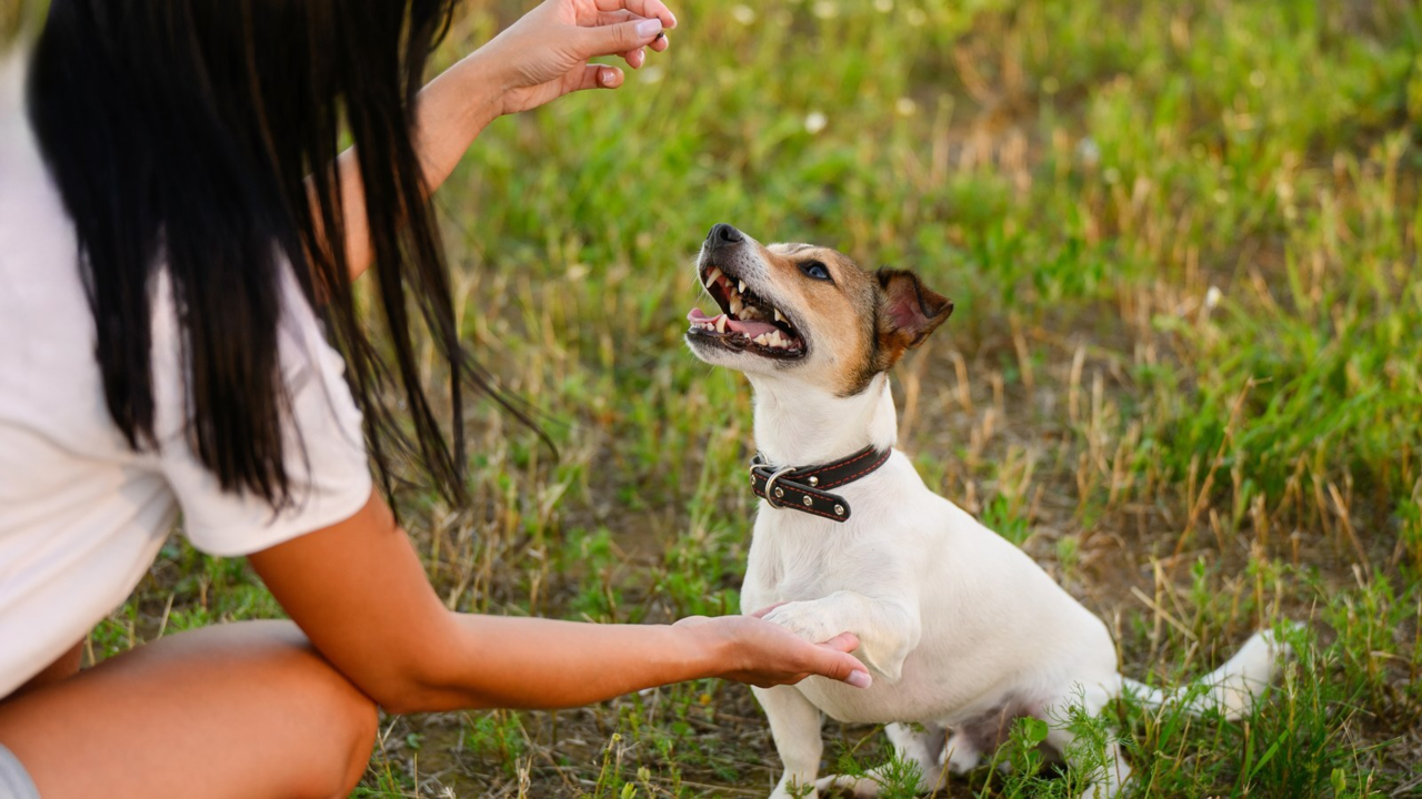 How to train a Jack Russell: tips for busy terriers