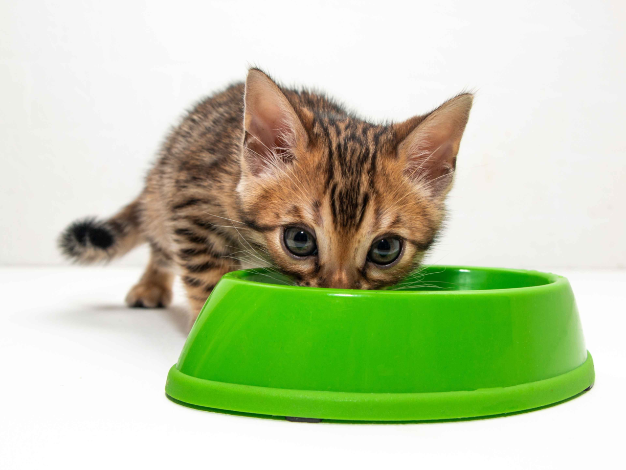 Wet vs Dry Cat Food: Choosing the Best Option for Your Kitten