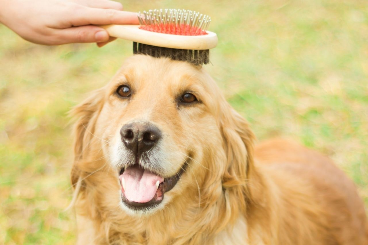 How to Groom a Golden Retriever: Complete NZ Guide