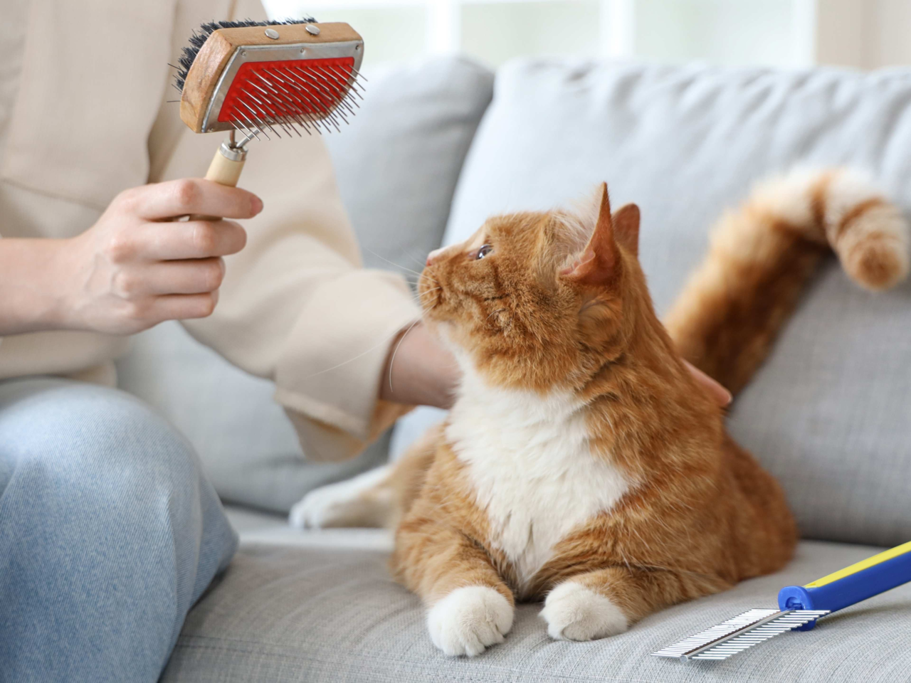 What Your Cat’s Coat Reveals About Their Health