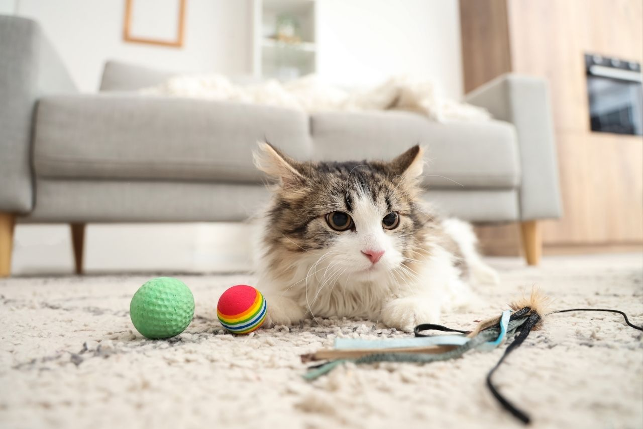 How To Choose The Right Toy For Your Cat’s Personality