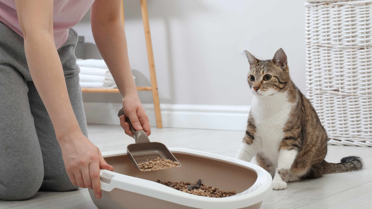 Is Your Cat Peeing Outside The Litter Box? Here’s Why Is Your Cat Peeing Outside The Litter Box? Here’s Why