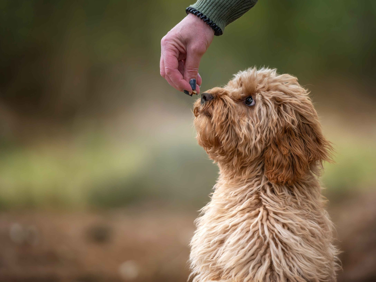 Choosing the Best Treats for Small Dogs: Nutrition, Safety & Training Tips