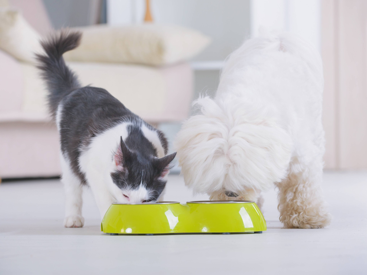 How to Never Run Out of Pet Food: Smart Tips for Kiwi Pet Parents