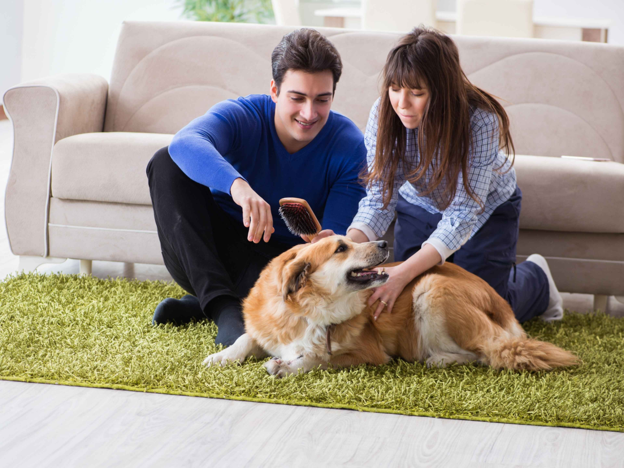 How to Create a Calm Pet Grooming Routine at Home