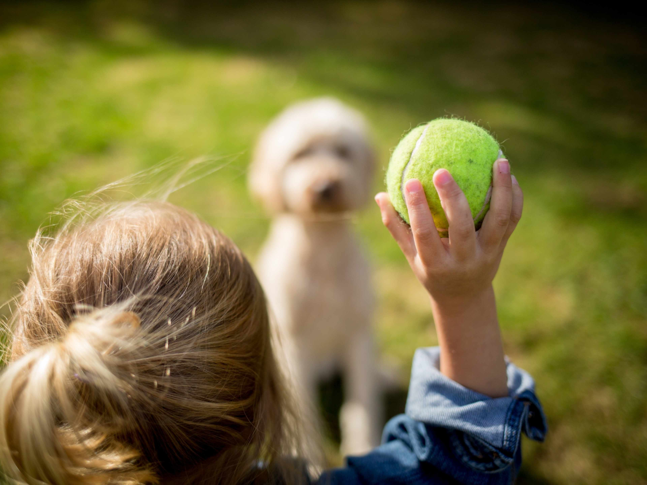 Dog Boredom: Signs, Causes & Fun Ways to Keep Your Pup Entertained