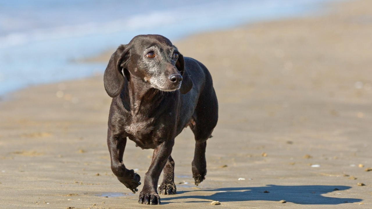 Healthy Weight for Senior Dogs & Cats in NZ