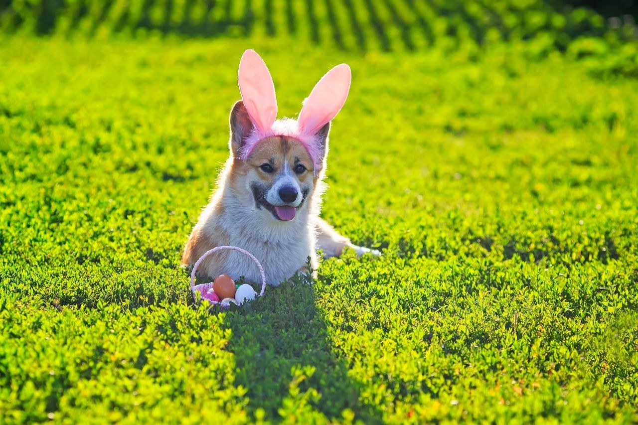 Easter Pet Safety NZ: Preparing Your Pet for the Long Weekend