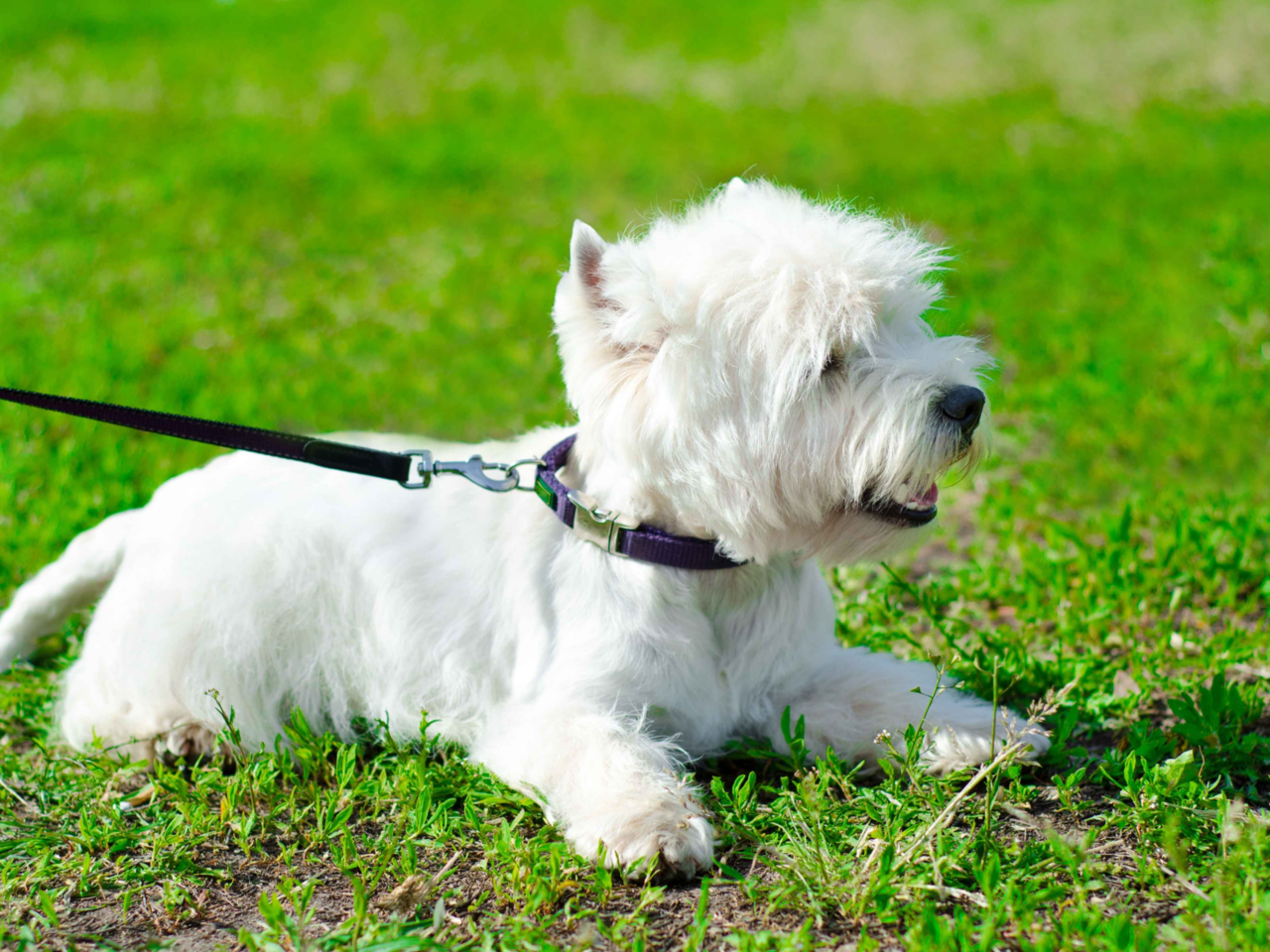 Top Training Tips for Stubborn Westies: Turn Independence into Obedience