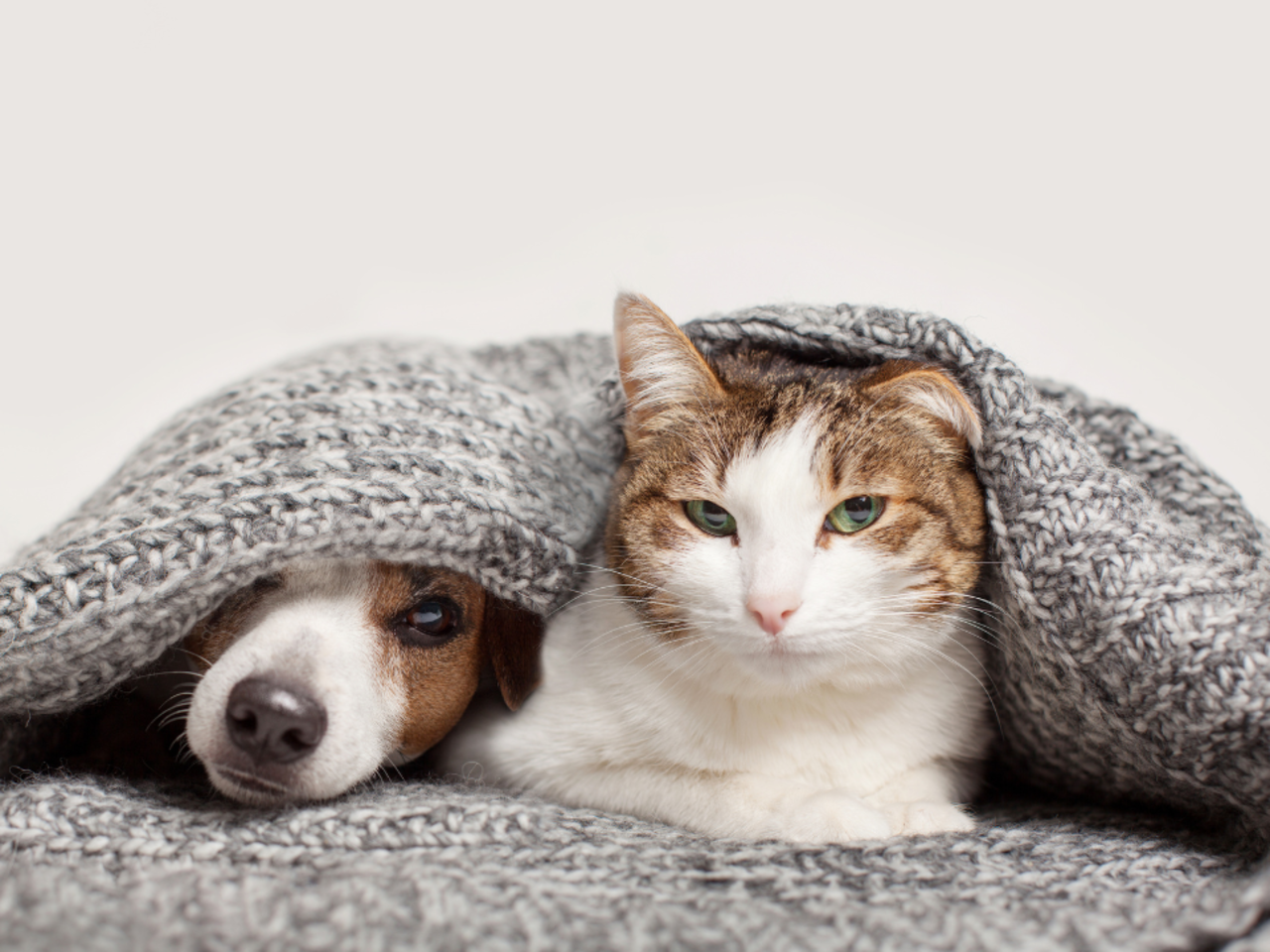 Fireworks and Pets: How to Keep Them Calm on Guy Fawkes