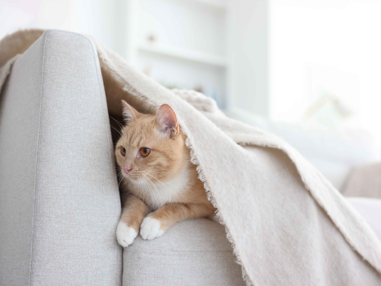 Confidence-Building Training Tips for Nervous Pets in New Zealand