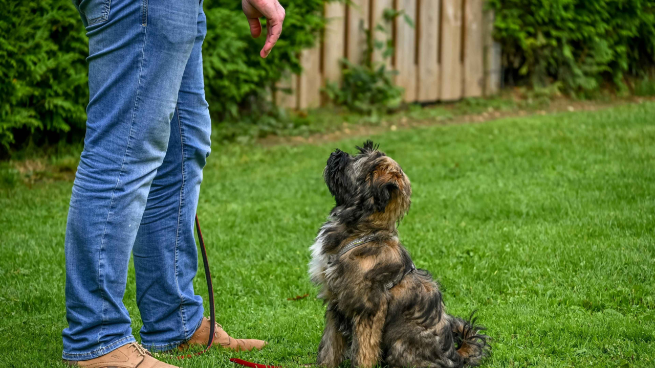Puppy Training 101: The First 6 Months With A New Puppy Puppy Training 101: The First 6 Months With A New Puppy