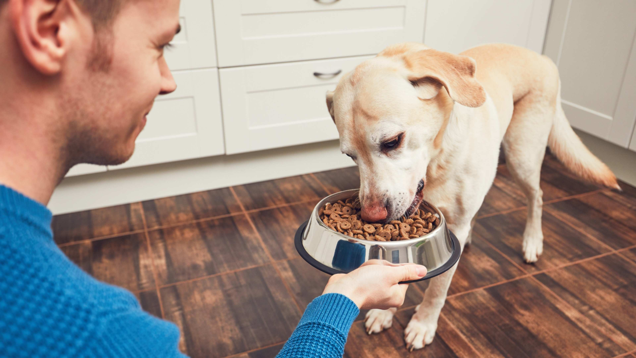 What to Feed Senior Dogs & Cats: Nutrition Tips for Pets Over 7