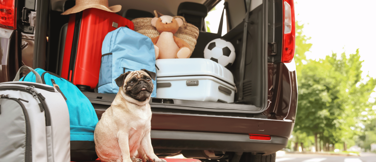 How to Travel NZ With Pets