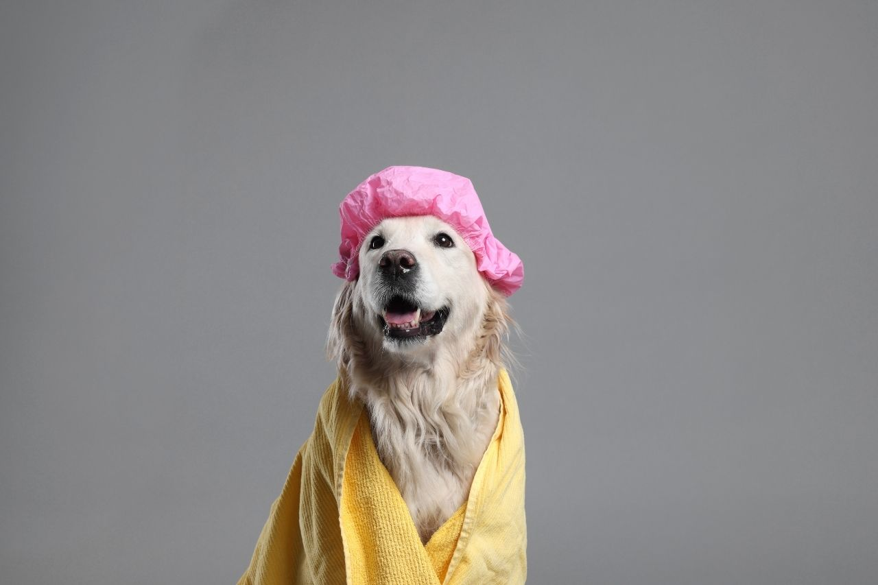 How Often Should You Bathe Your Dog? NZ Grooming Guide for Pet Parents
