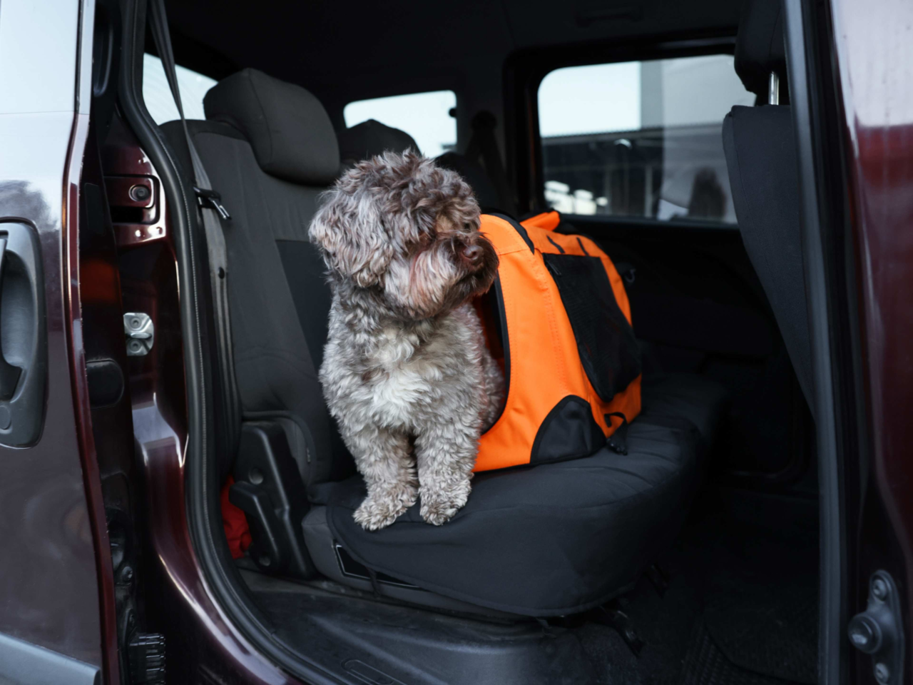 Travel Tips for Toy Breeds: Safe Carriers, Comfort & Calming Essentials