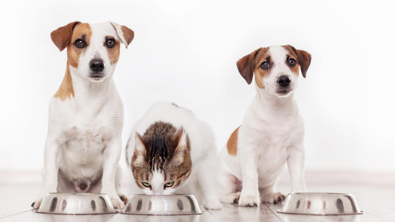 How to Stop Your Dog From Eating the Cat’s Food: Smart Solutions for Multi-Pet Homes