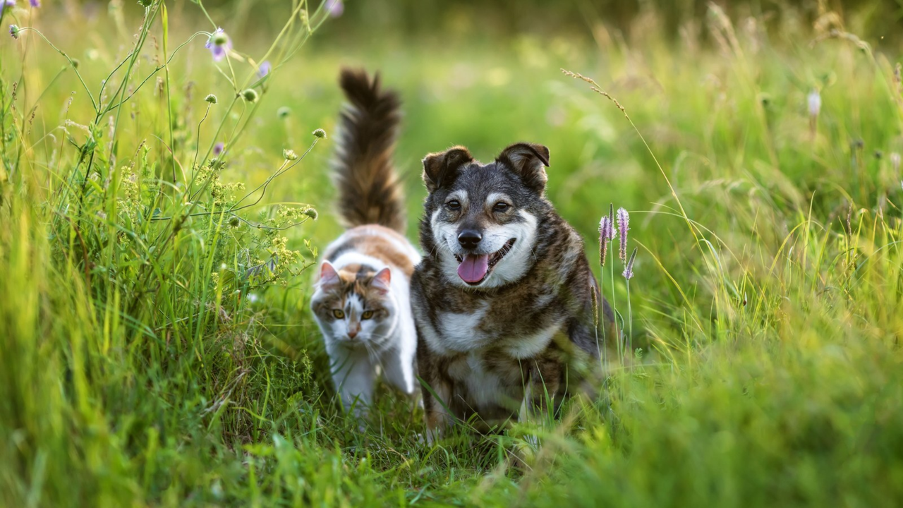 Gold Paws: Petdirect's Free Membership for Senior Pets