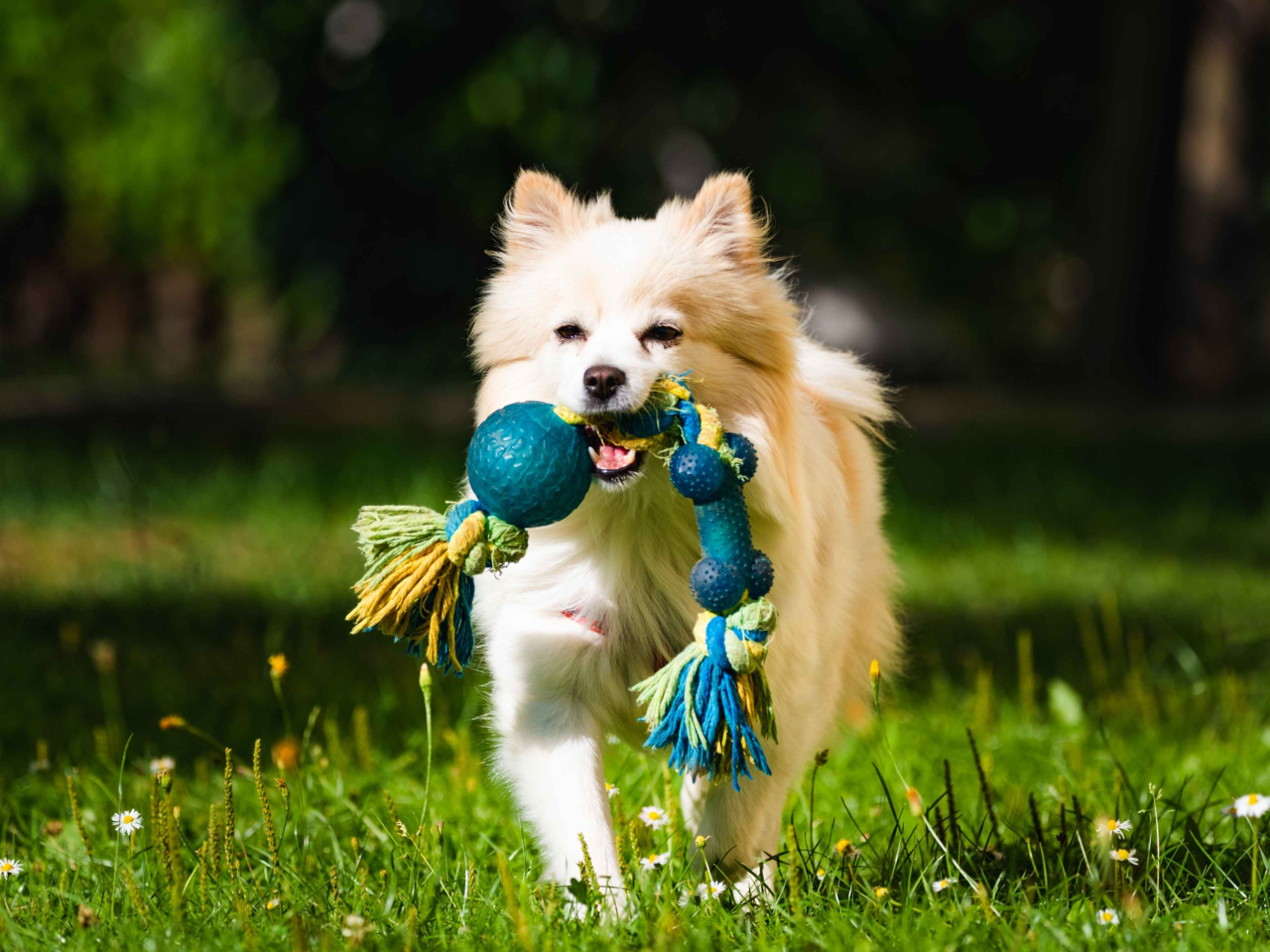How Often Should You Replace Your Pet’s Toys? A Complete Guide for NZ Pet Owners