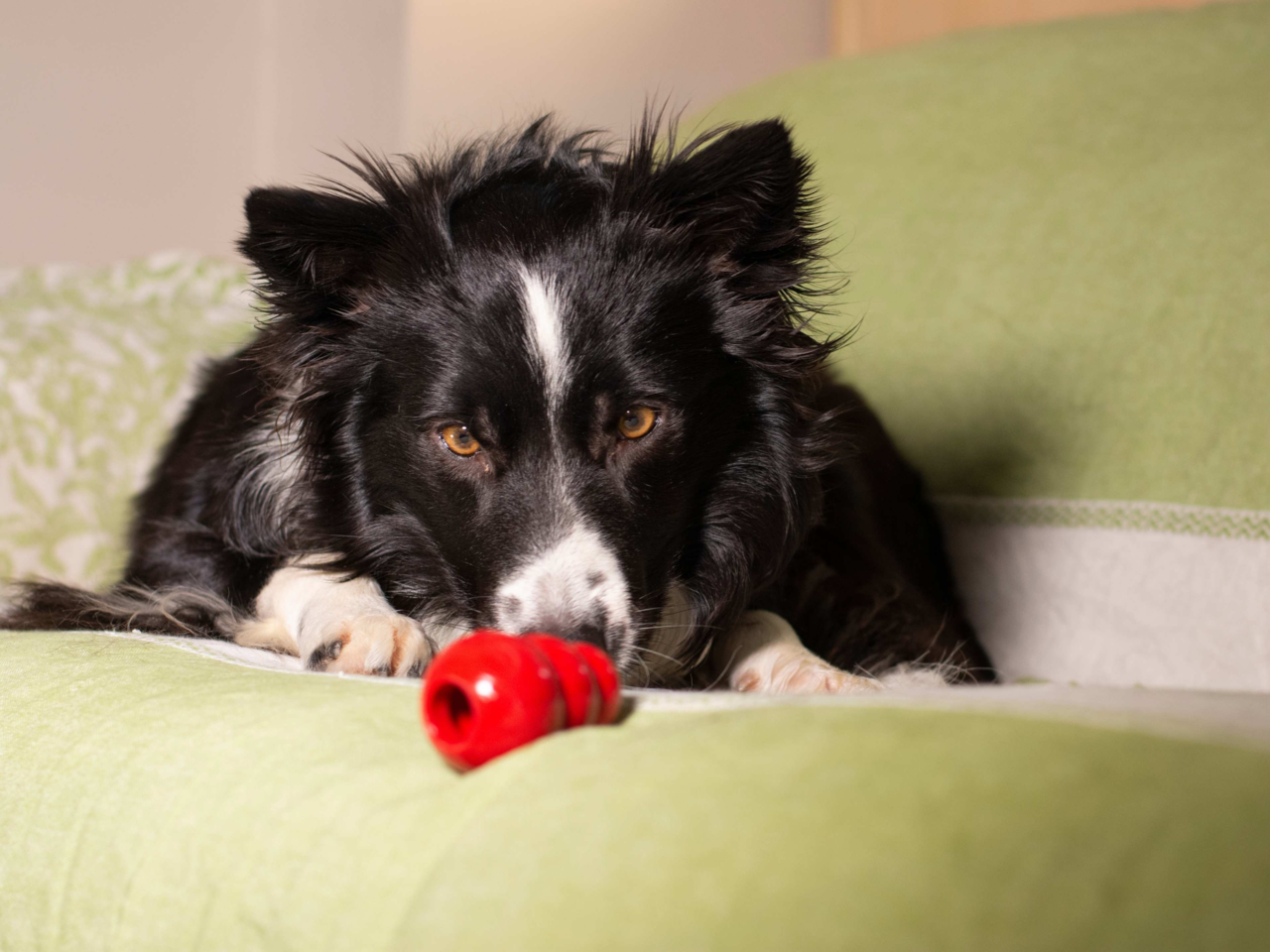 Top 10 Dog Toys NZ Dogs Love: Best Picks for Playtime Fun