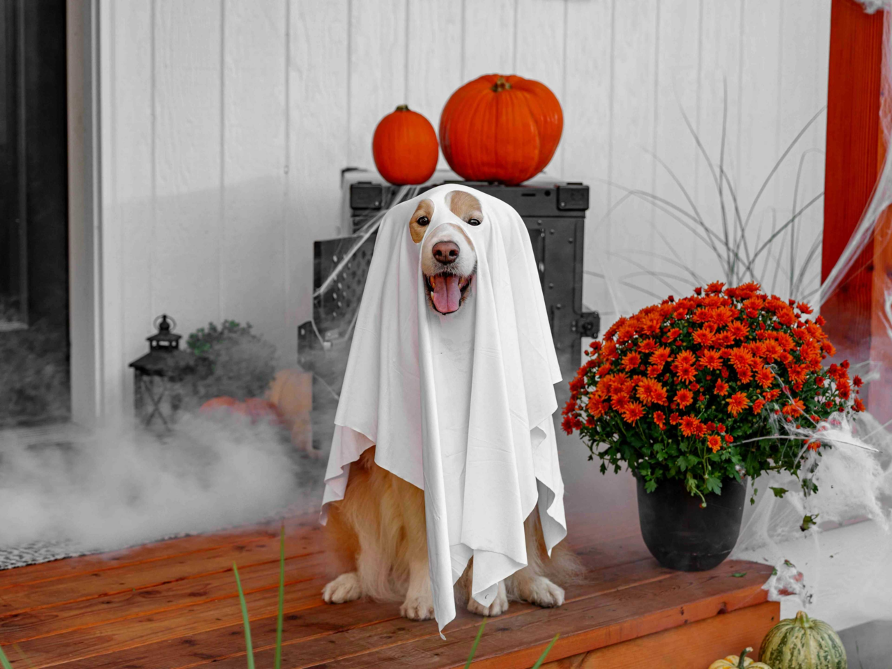 Halloween Pet Safety Tips: Keep Your Dog & Cat Calm, Happy & Safe