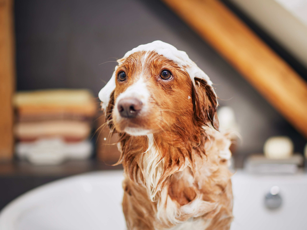 How to Bathe a Dog with Sensitive Skin: Gentle Care Tips