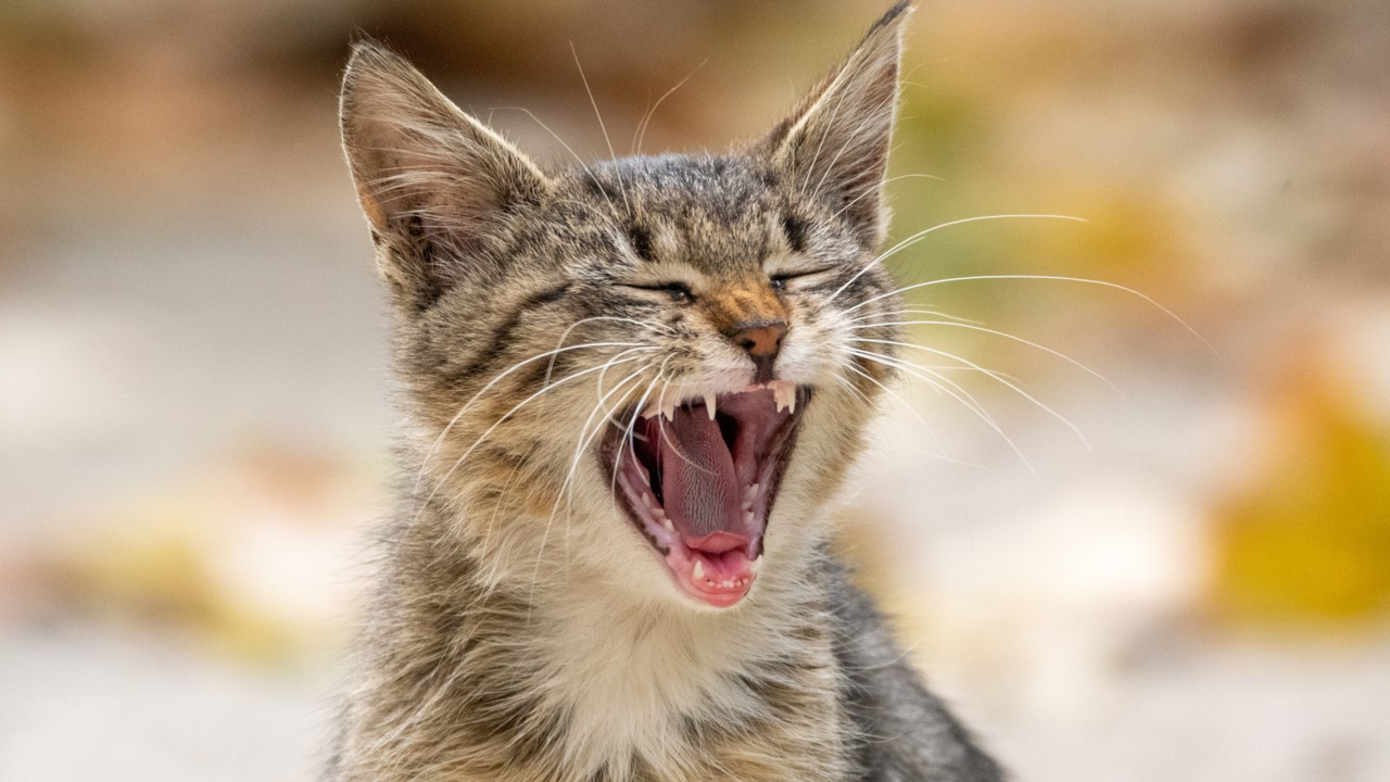 Kitten Teething: What to Expect and How to Help