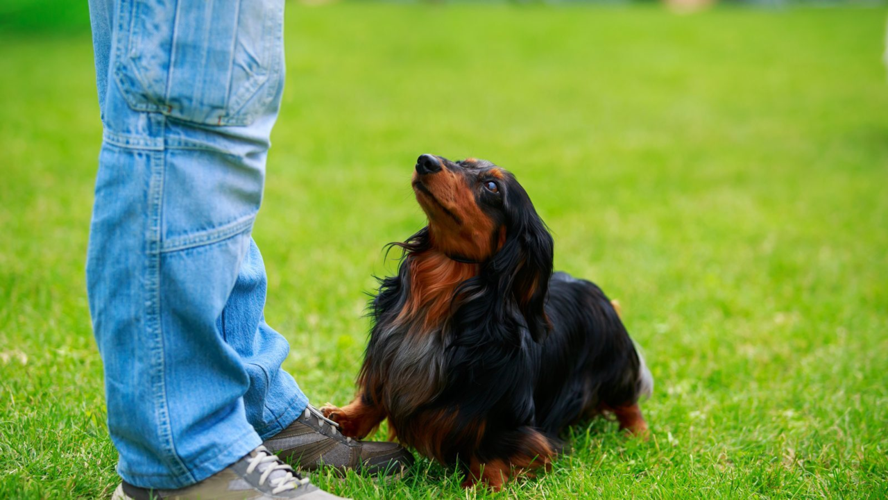 How to Train a Dachshund: A NZ Owner's Guide