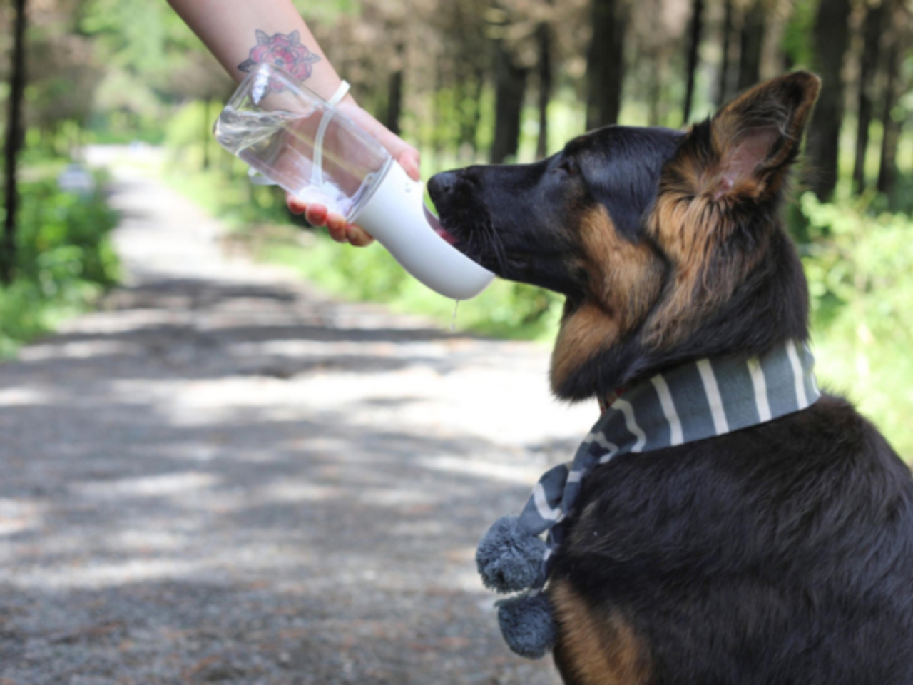 How To Keep Pets Hydrated This Summer