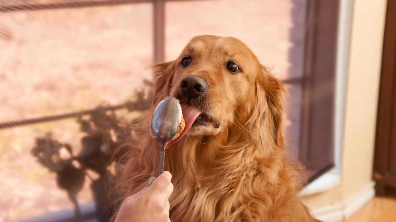 Is Peanut Butter Safe for Dogs? What Kiwi Pet Parents Need to Know Is Peanut Butter Safe for Dogs? What Kiwi Pet Parents Need to Know
