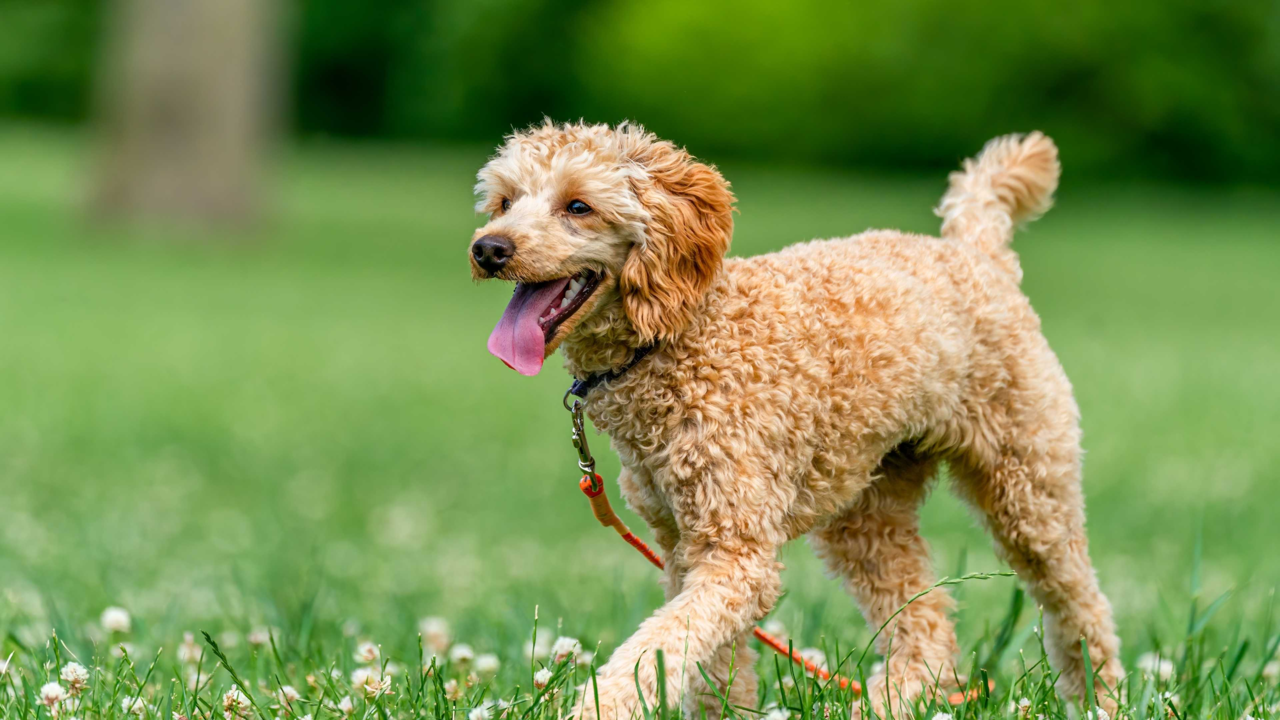 Can Dogs Get Hay Fever In New Zealand? Signs, Causes & Relief