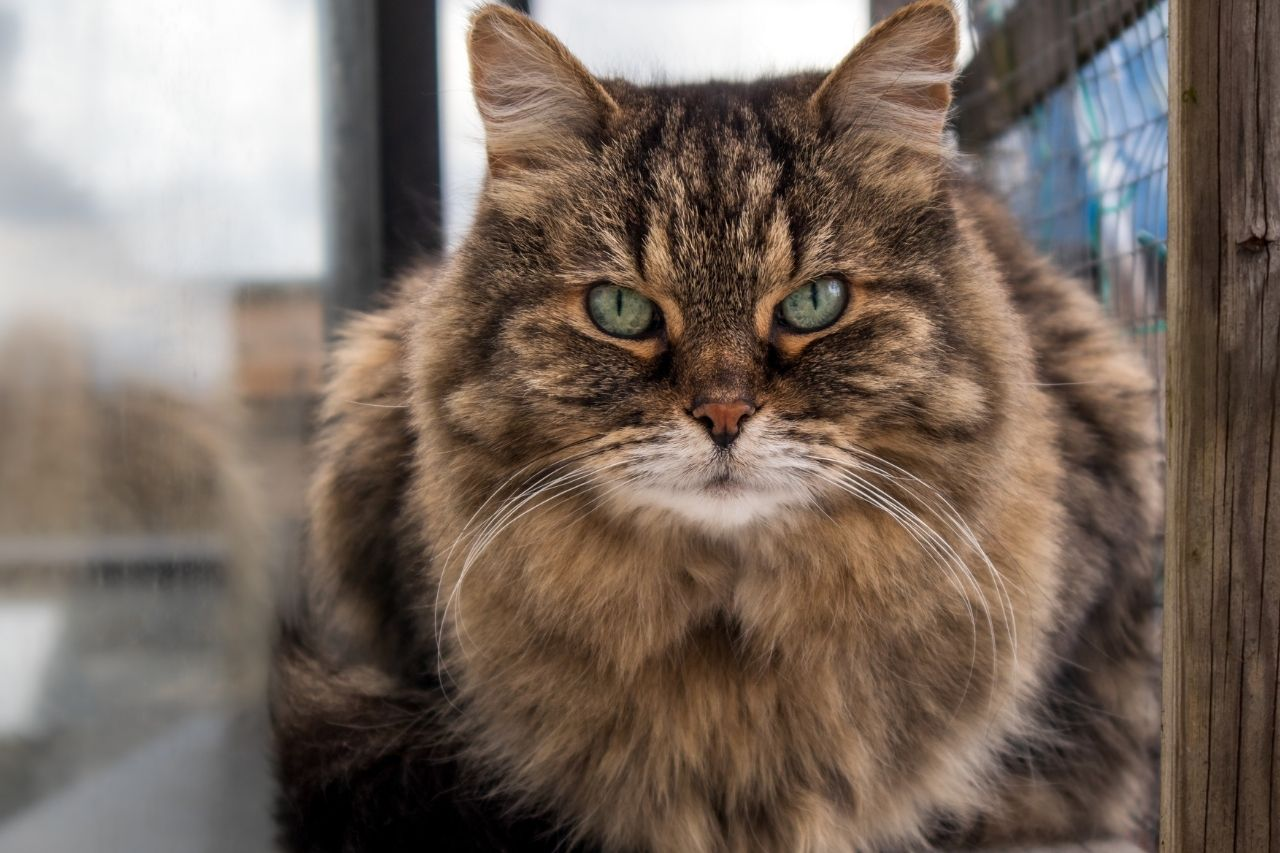 Why Your Older Cat Is Losing Weight: Causes and What to Do