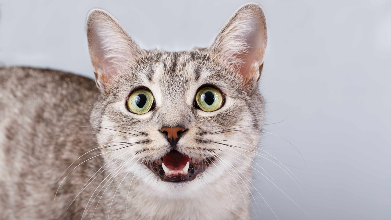 Why Does My Cat Keep Meowing? Causes, Breeds & Calming Tips