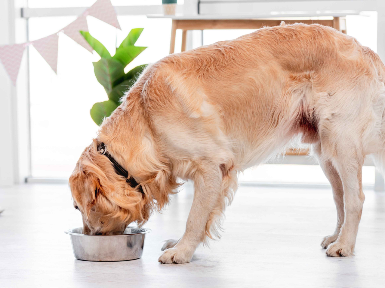 How Much to Feed a Golden Retriever: Age & Activity Guide