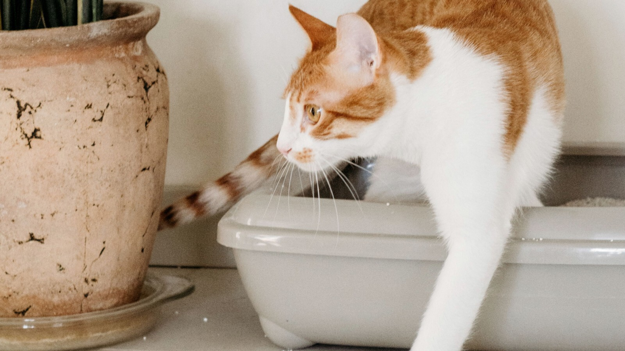 Orange cat beside a litter tray