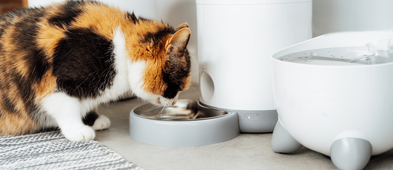 Where to Buy Smart Pet Feeders and Water Fountains in New Zealand Where to Buy Smart Pet Feeders and Water Fountains in New Zealand